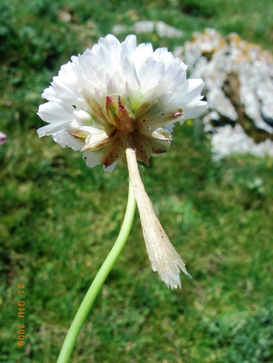 Armeria